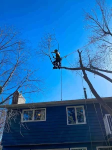 Perfection Pruning photo 7
