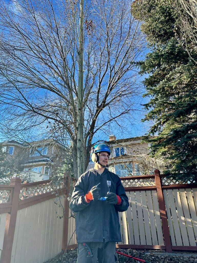 Calgary arborist ready to do tree pruning and removal and climbing and cutting trees